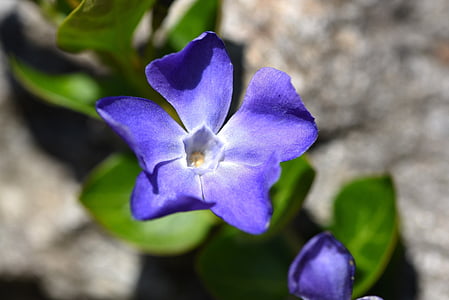 flor, planta, blau, Clematis, clematis blau, jardí, natura