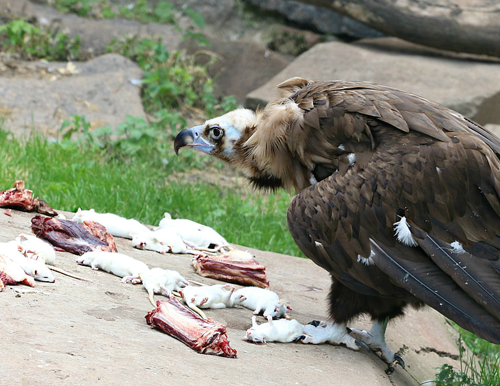 vulture, eagle, rat, nutrition, death, extraction, hunting