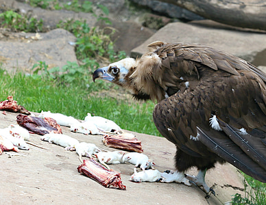abutre, Eagle, rato, nutrição, morte, extração, caça