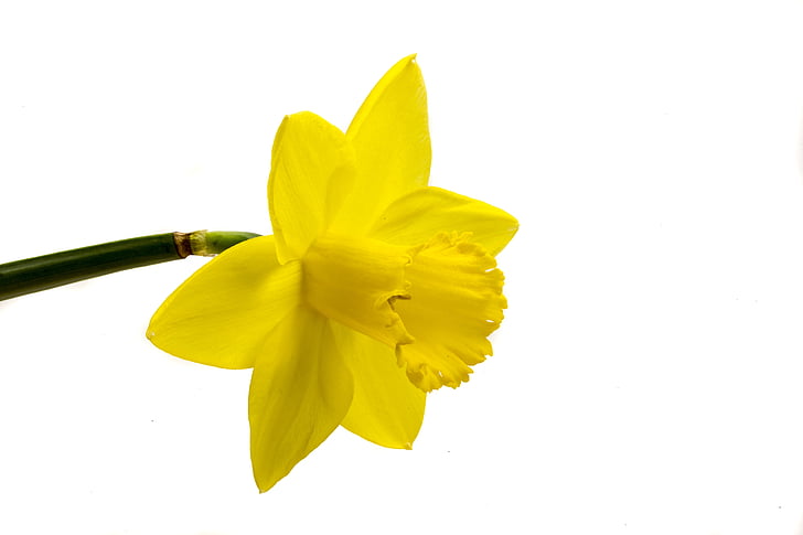 Narcis, flor, amarillo, fondo blanco, floración, marco, aislado