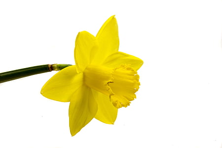 Narcis, blomst, gul, hvit bakgrunn, blomst, Marco, isolert