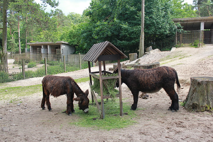 kebun binatang, keledai, hewan, hewan tema, ternak, hewan domestik, Mamalia