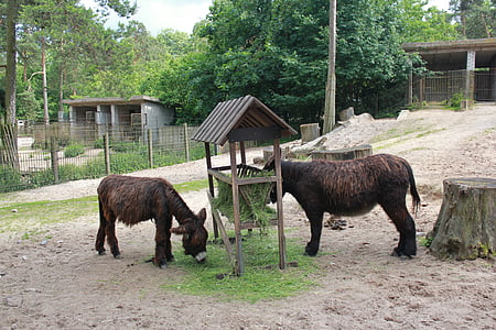 zoo, donkeys, animals, animal themes, livestock, domestic animals, mammal