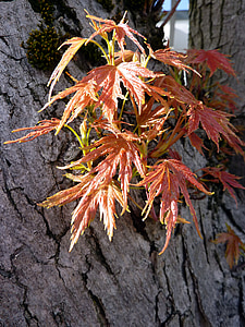 Есенни листи, цветни листа, есенните цветове, Есен, листа, златна есен, дърво