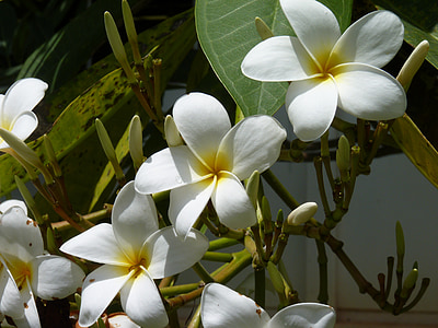 Susiskleidžiančios trapios, gali gėlių, balta gėlė, Egzotiški, Havajų
