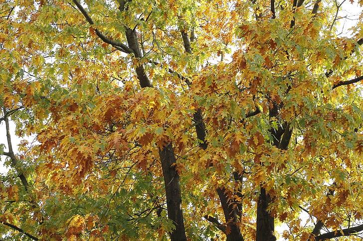 jesensko razpoloženje, drevo, jeseni, listi, jeseni svetlobo