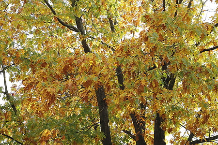efterårs stemning, træ, efterår, blade, efteråret lys