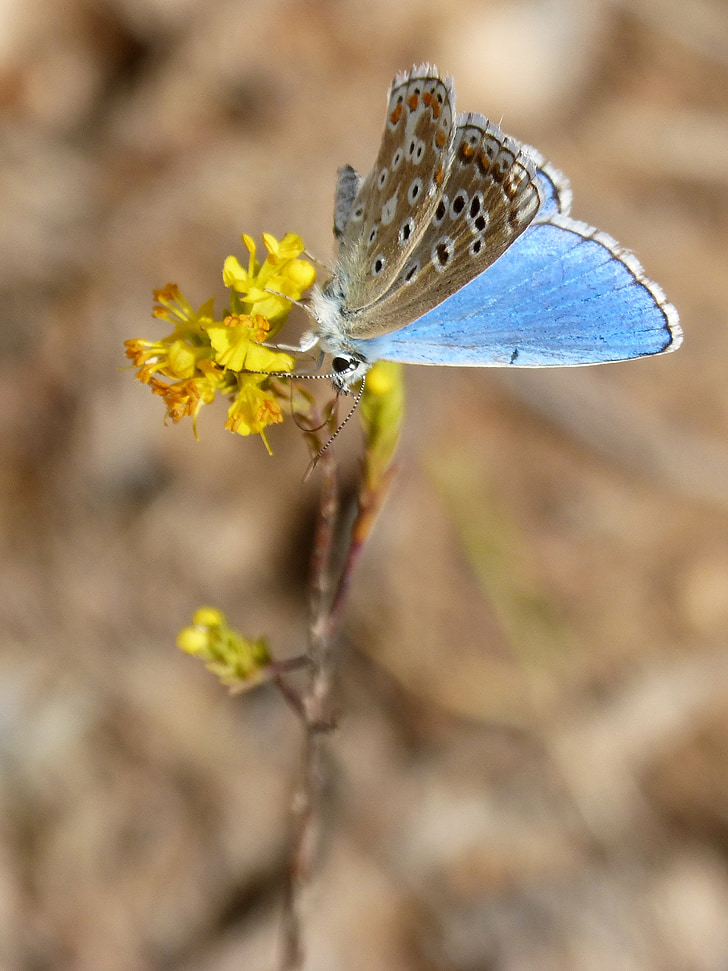 mariposa azul, Polyommatus icarus, Libar, belleza, blaveta comuna