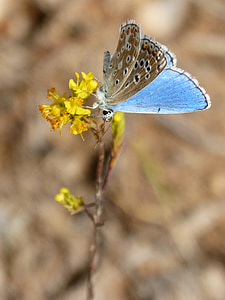 papillon bleu, Polyommatus icarus, Libar, beauté, blaveta commune
