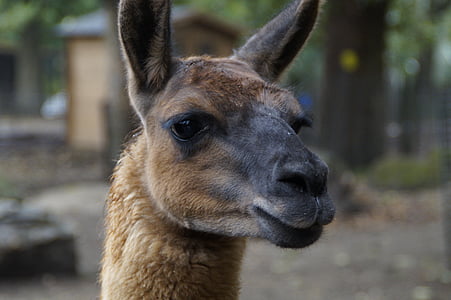 Lama, tête de Lama, tête, mammifère, Zoo, zoo pour enfants, visage