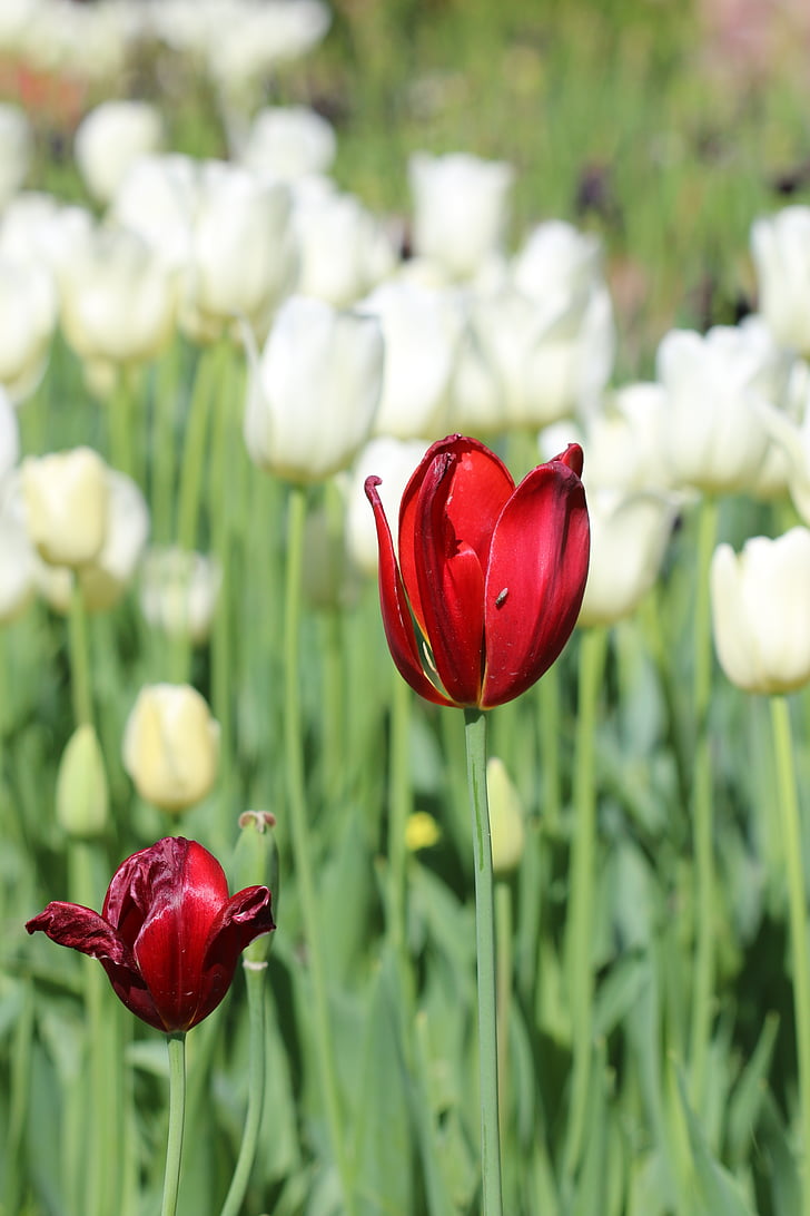 tulips, white, pink, yellow, flower, plant, nature