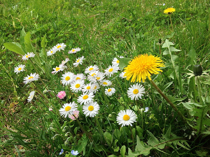 blommor, Prato, gräs, trädgård, grön, naturen, kampanj