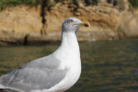 pájaro, mar, Seagull, pájaro del agua, un animal, animales en la naturaleza, fauna silvestre