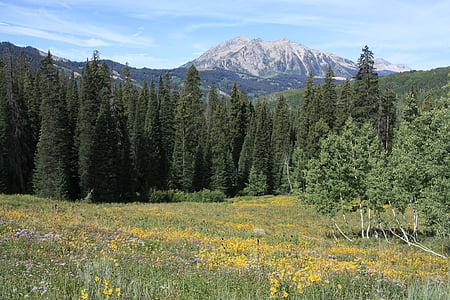 góry, lasu, Colorado, krajobraz