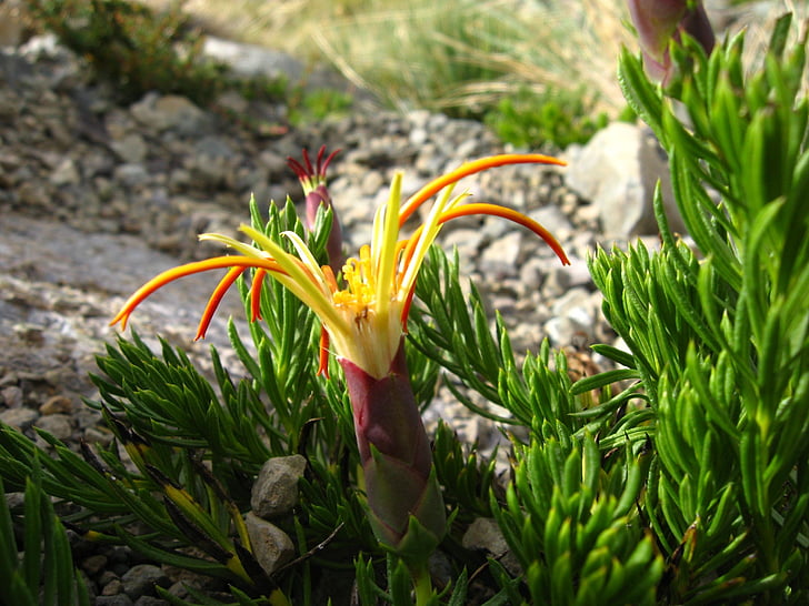 Native chilenske, Wild flora, National wildlife høyere lircay, fjellet blomst, mutisia linearifolia, Carnation feltet