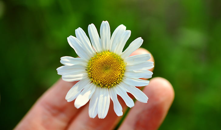 Marguerite, bijelih, ruku, cvijet, cvatu, livada margerite, Zatvori