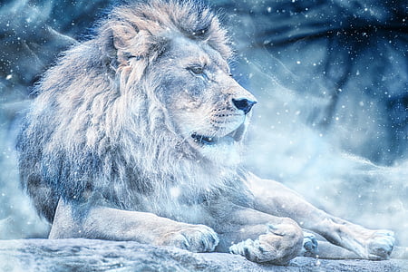 Liūtas, sniego, gulint, Menas, gyvūnų, Gamta, albumą