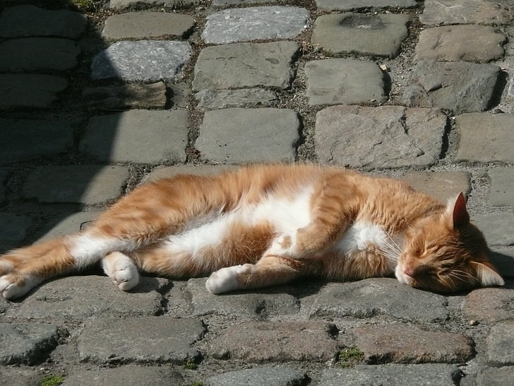 chat, rue, dormir, se détendre, ensoleillée