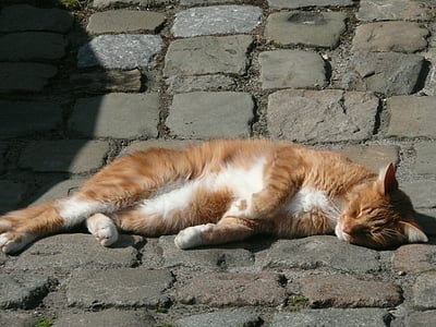 pisica, strada, de dormit, Relaxaţi-vă, însorit