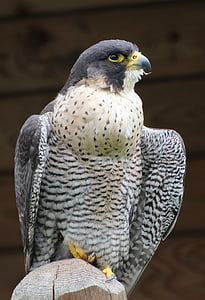 cooper's hawk, bird, raptor, wildlife, perched, post, looking