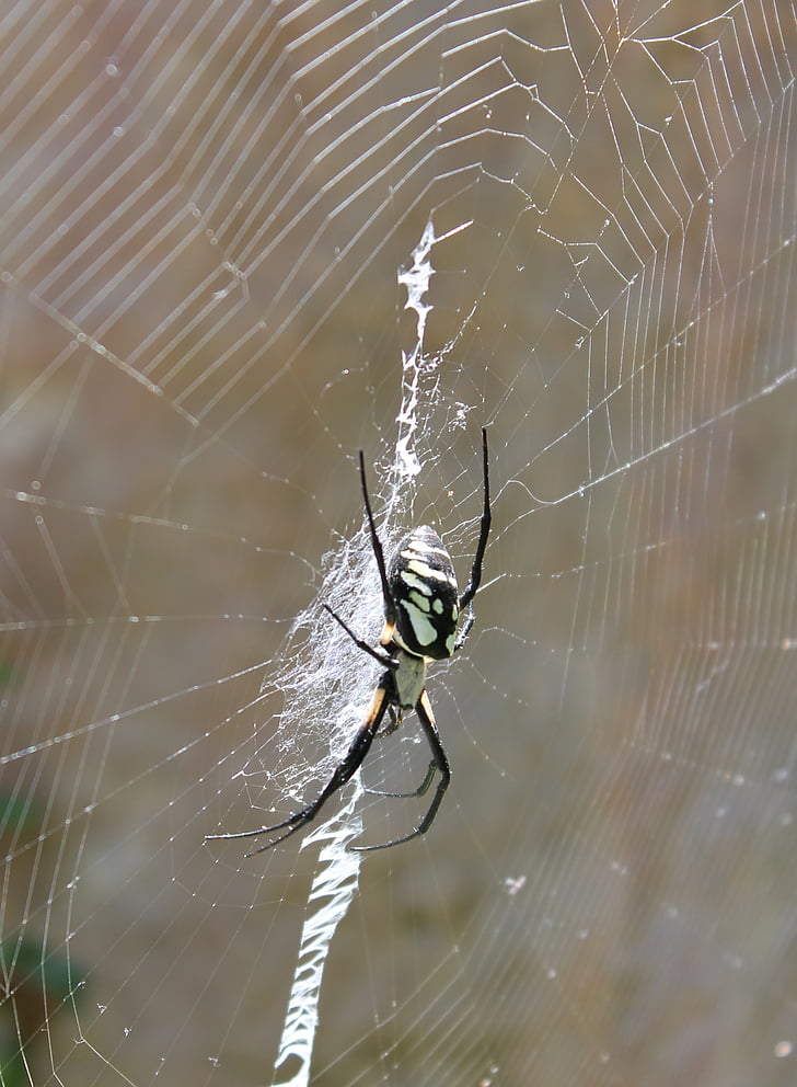 Spinne, Spinnennetz, Arachnid, Arachnophobia, Web, Gliederfüßer, Taxonom