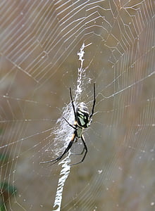 edderkopp, edderkoppspinn, arachnid, Arachnophobia, Web, leddyr, taxonomist