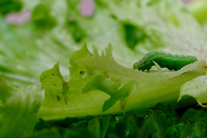gusjenica, zelena, kukac, list zelene salate, list, priroda, organski