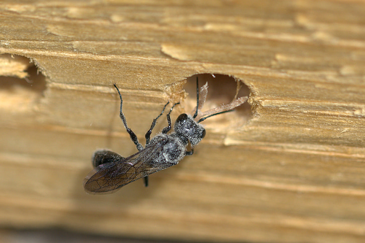 insekt, okänd insekt, fluga, Stäng, makro, Wing, nära håll view