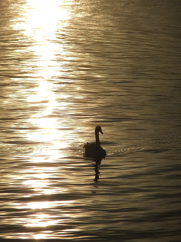 Swan, kvällssolen, solnedgång, sjön, vatten, floden, fågel