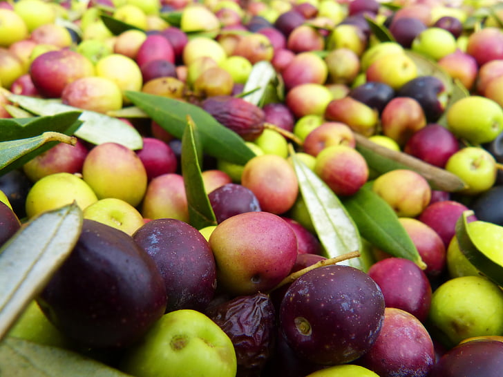 olives, olivas, arbequina, harvest, fruit, food, freshness