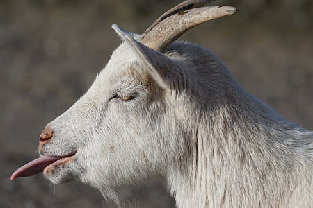goat, dwarf goat, africa, paarhufer, horned, pet, ruminant