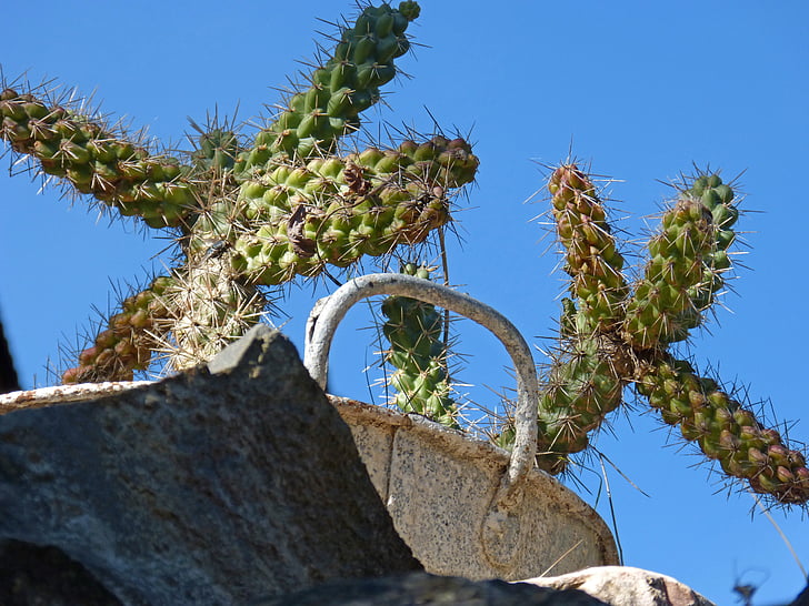 kaktus, stein, sink