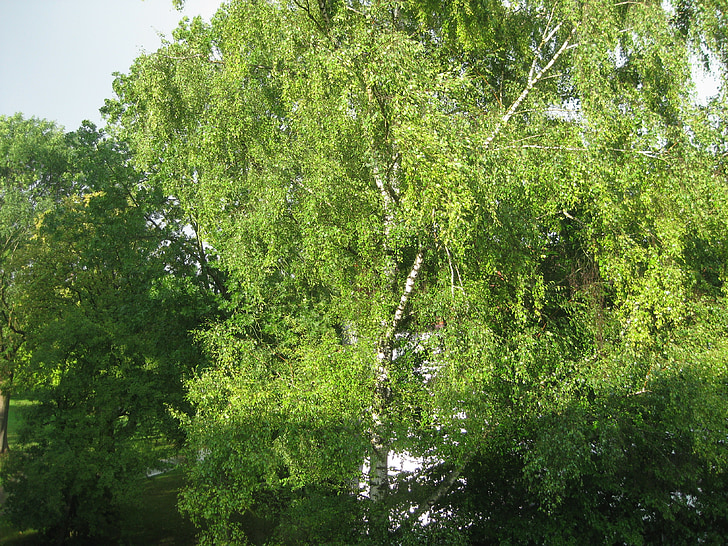 birch, tree, wind, leaves, airy, green, nature