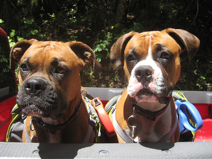 dogs, boxer dog, brothers, pet, canine, purebred, hiking