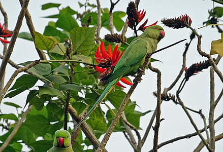 putns, papagailis, zaļa, tropu, papagailis, fauna, roze pogaino papagailis