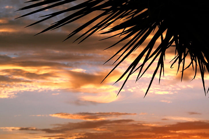 solnedgång, natursköna, silhuetter, Sky, moln, Palm tree, solen