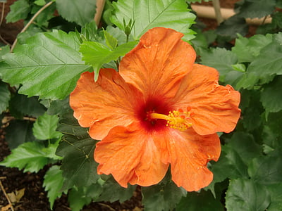 квітка, помаранчевий, крокодилової ферма, Франція, Природа, Ідилія