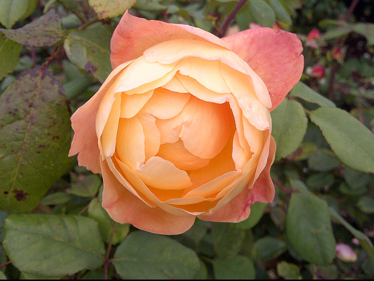 Роза, цветок, Персиковый цвет, Природа