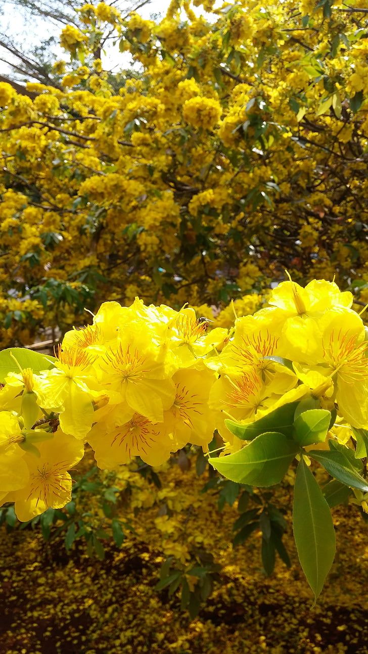 fiore, oro, primavera, Provincia di dong nai, Distretto di Xuan loc