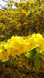 Blume, Gold, Frühling, Provinz Dong nai, Xuan Loc Bezirk