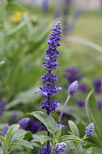 nature, purple, flower, purple flowers, plant, violet, spring