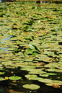 pond, teichplanze, green, water lily, lake rose, water, garden pond