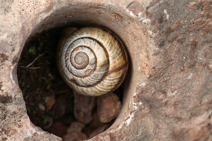 snail, nature, garden, snails