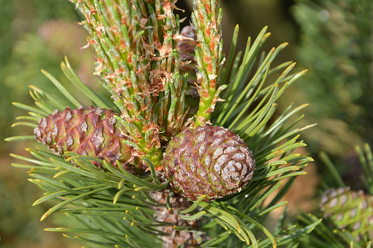 Pine, dennenappels, Tik op, Pine tak, immergrüner boom, natuur, plant