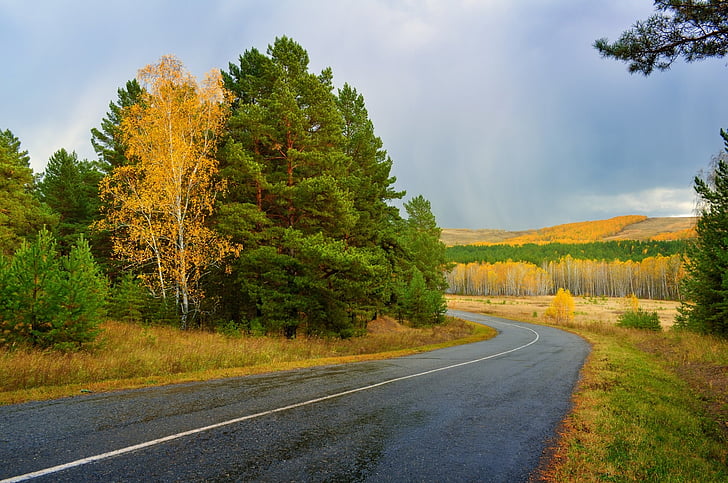 otoño, asfalto, carretera, paisaje, bosque, abedul, árbol