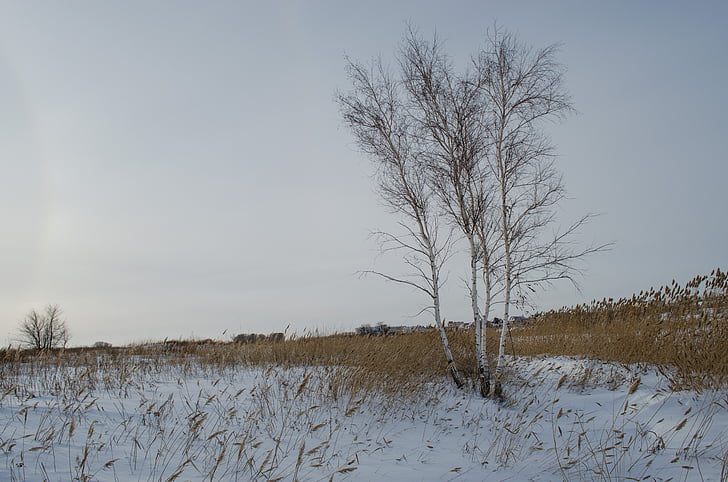 field, winter, wood, reed, grass, nature, frost