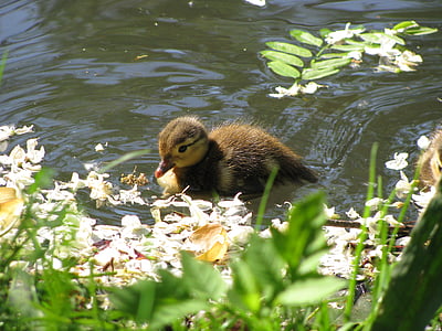 duck, water, flowers, water bird, pond, nature, chicken
