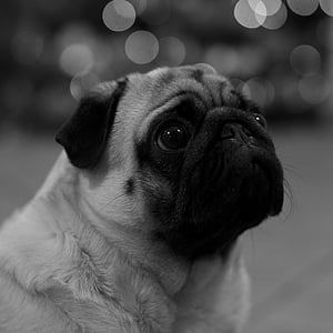 animal, black-and-white, cute, dog, pet, pug, public domain images
