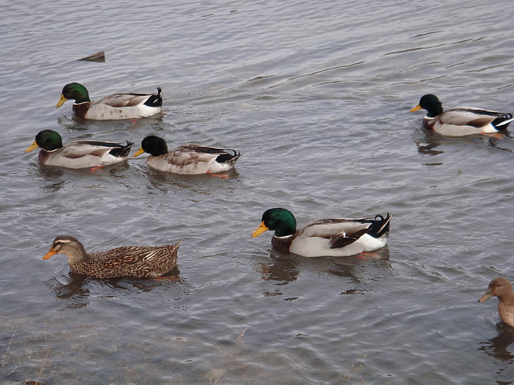 patos, Lagoa, água, animal, pássaro de pato, pássaro, ave aquática