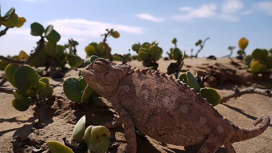 chameleonas, dykuma, Namibo, roplių, smėlio